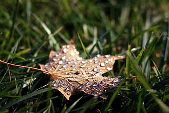 Wet brown maple leaf with water droplets on green grass