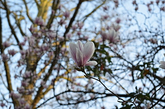 Pink Magnolia Blossom on Branch Against Blue Sky