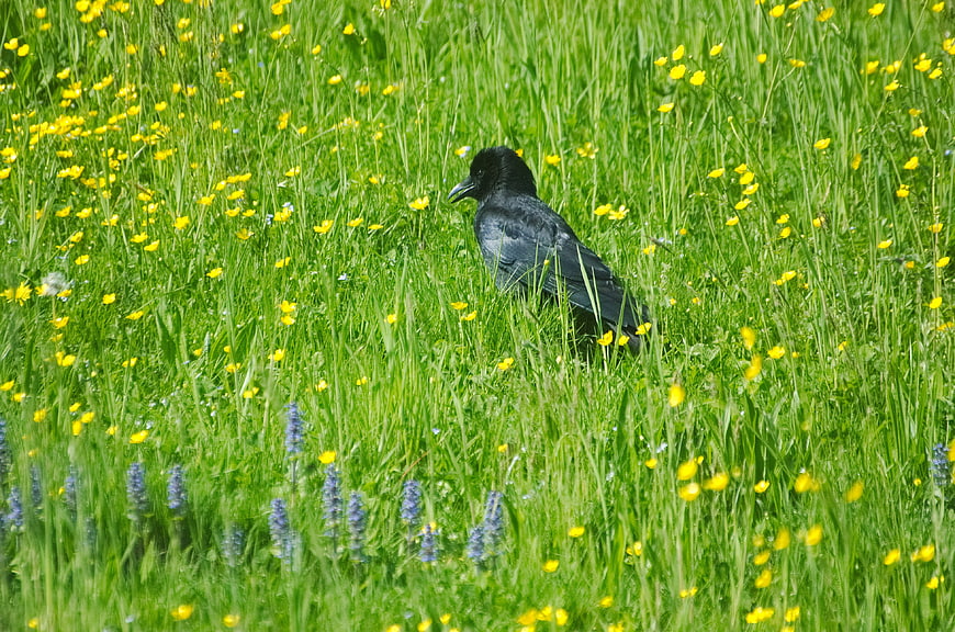 Black Crow Standing in Green Meadow with Yellow Wildflowers