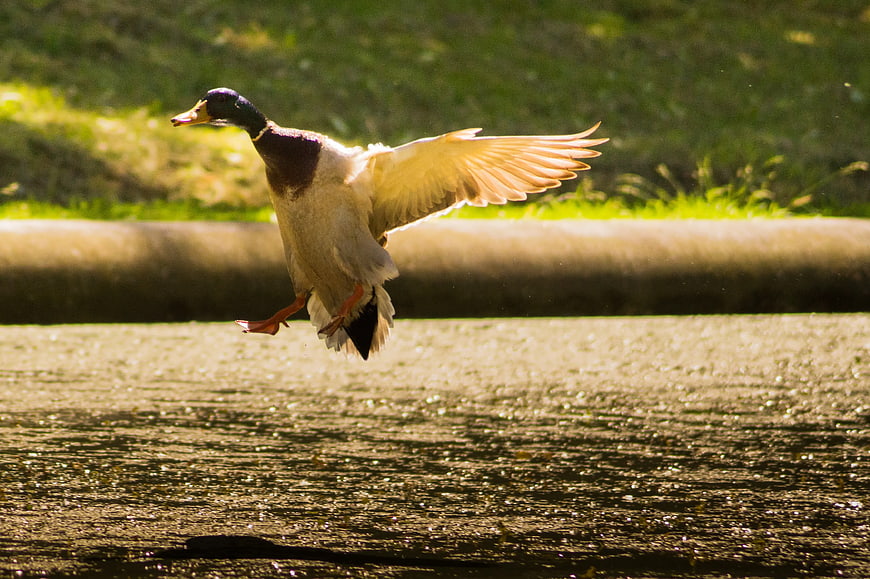 Male Mallard Duck Flying Low Over Water