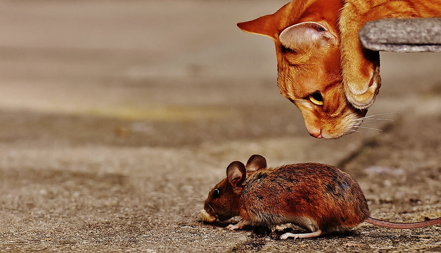 Orange cat observing a small brown mouse on concrete