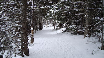 Snowy forest trail winding through winter pine trees