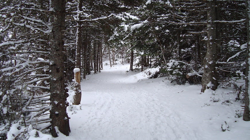 Snowy forest trail winding through winter pine trees