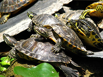 Group of Painted Turtles Basking on Rocks in Sunlight