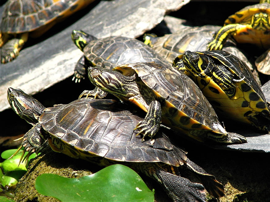 Group of Painted Turtles Basking on Rocks in Sunlight