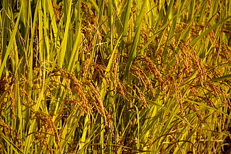 Golden Rice Paddy Field Close-Up in Autumn Sunlight