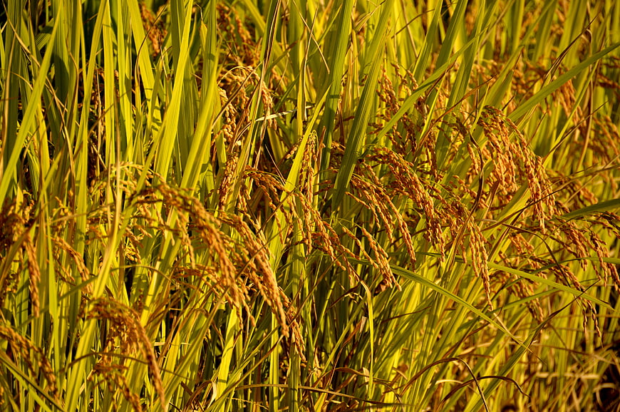 Golden Rice Paddy Field Close-Up in Autumn Sunlight