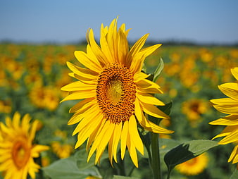 Vibrant Sunflower Close-Up in a Sunny Field