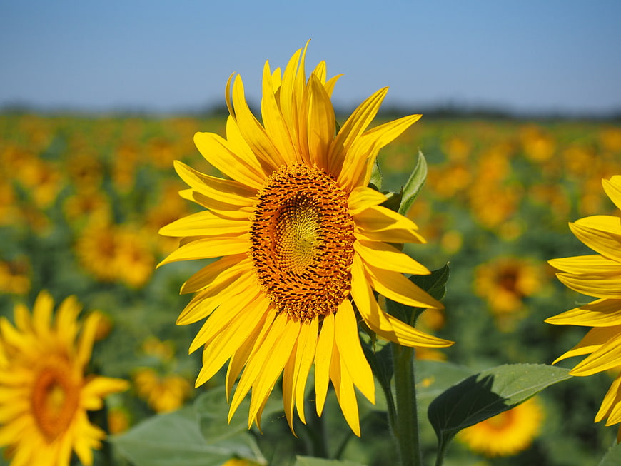 Vibrant Sunflower Close-Up in a Sunny Field