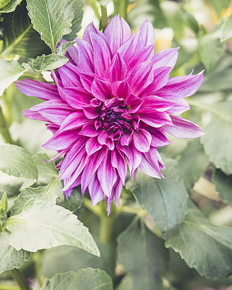 Vibrant Purple Dahlia Flower Close-Up in Garden