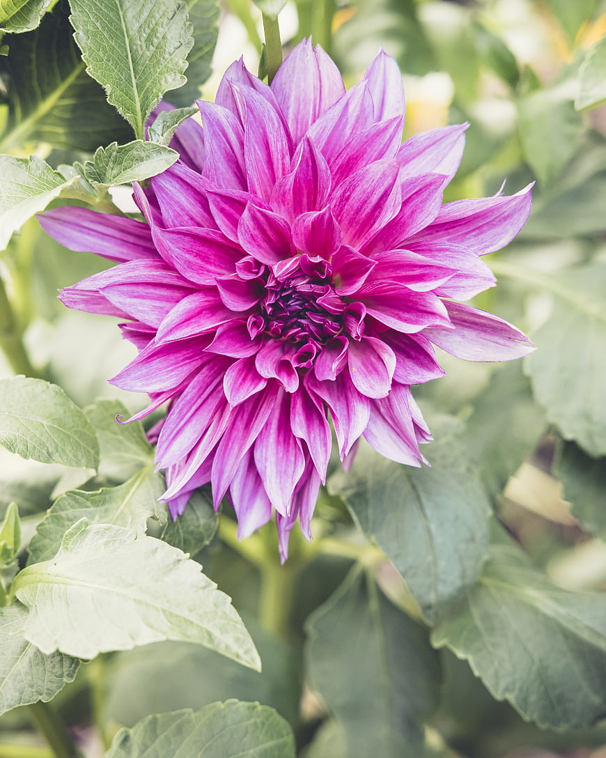 Vibrant Purple Dahlia Flower Close-Up in Garden