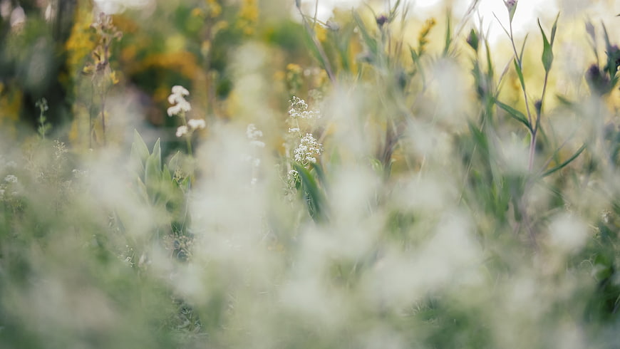 Soft Focus White Wildflowers in Summer Meadow