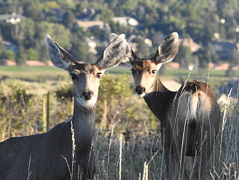 Two young deer standing in tall grass with blurred background