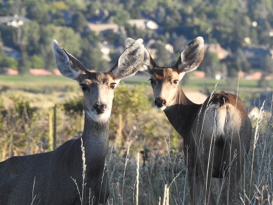 Two young deer standing in tall grass with blurred background