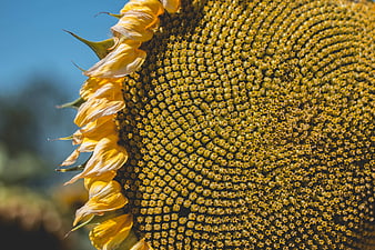 Close-up of Sunflower Head with Seeds and Yellow Petals