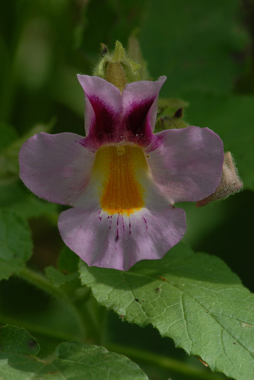 Close-up of a pink and yellow torito flower with green leaves