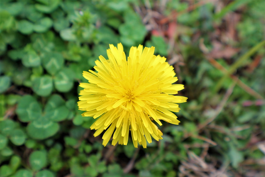 Close-up of a bright yellow dandelion flower in green grass
