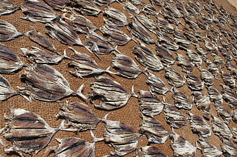 Rows of dried fish drying on a textured mat outdoors