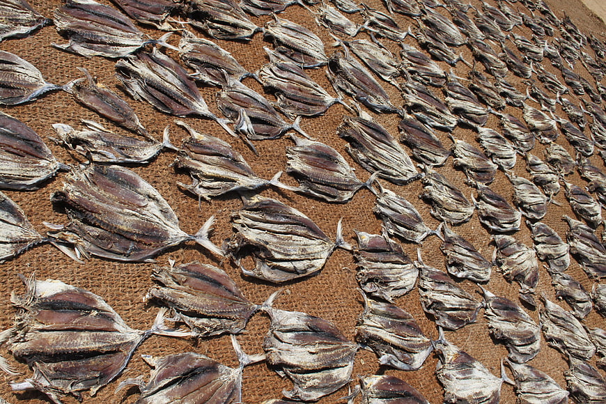 Rows of dried fish drying on a textured mat outdoors