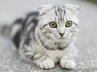 Close-up of a cute Scottish Fold cat with folded ears