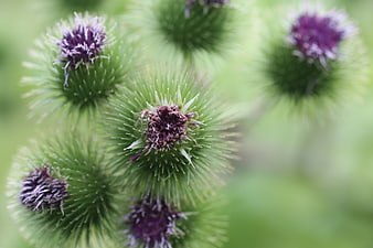 Close-up of purple burdock flowers with green spiky bracts