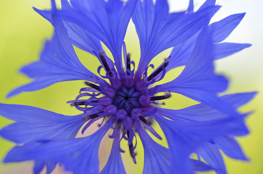 Close-up of a vibrant blue cornflower with green background