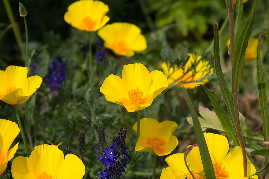 Vibrant Yellow California Poppies in a Wildflower Field