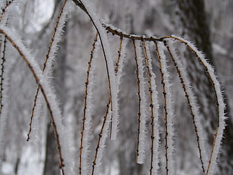 Close-up of frost-covered willow branches in winter