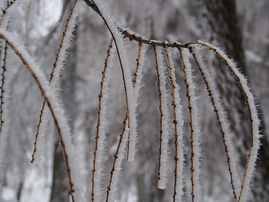 Close-up of frost-covered willow branches in winter