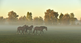 Horses Walking in Misty Autumn Pasture at Sunrise