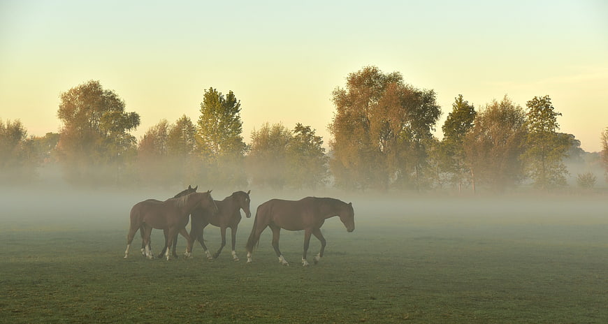 Horses Walking in Misty Autumn Pasture at Sunrise