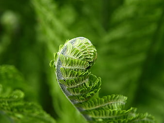 Close-up of a curling green fern frond with soft background