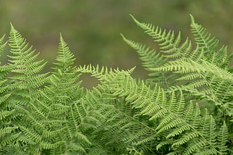 Close-up of vibrant green fern fronds in a forest