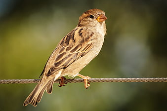 Close-up of a sparrow perched on a wire against a blurred green background