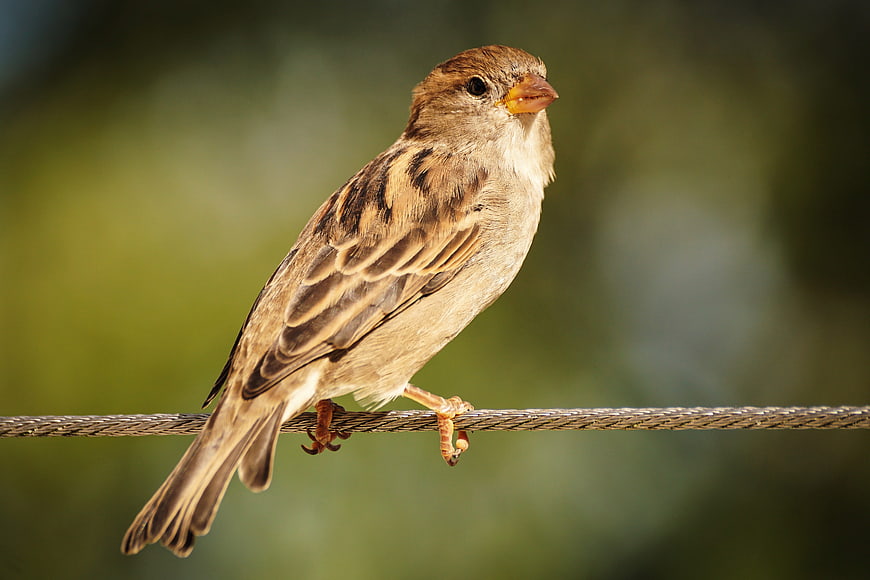 Close-up of a sparrow perched on a wire against a blurred green background