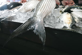 Fresh raw fish tail on ice at seafood market