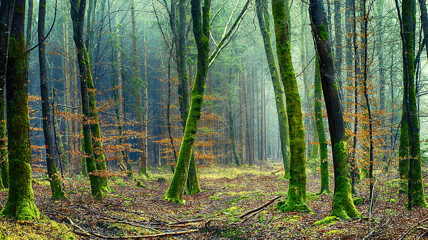 Misty Mossy Forest Path in Autumn