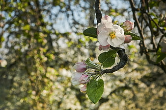 Close-up of white apple blossom on a branch in spring