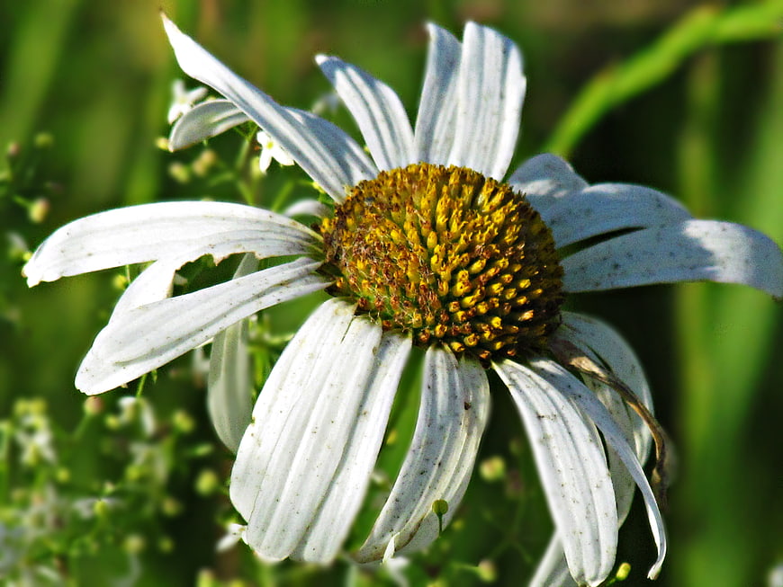 Close-up of a white chamomile flower with yellow center