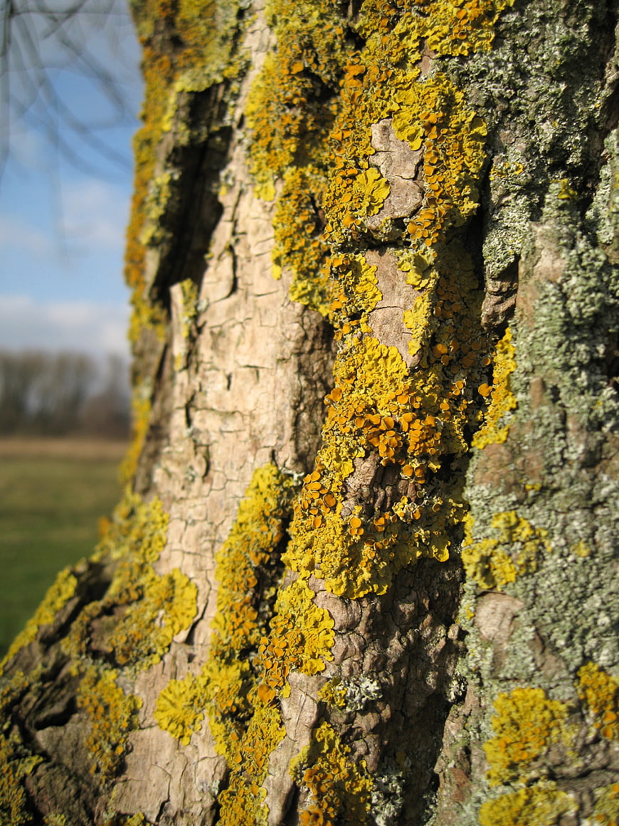 Close-up of yellow lichen on textured tree bark