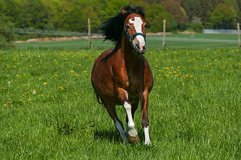 Brown Pony Mare Galloping In Green Meadow