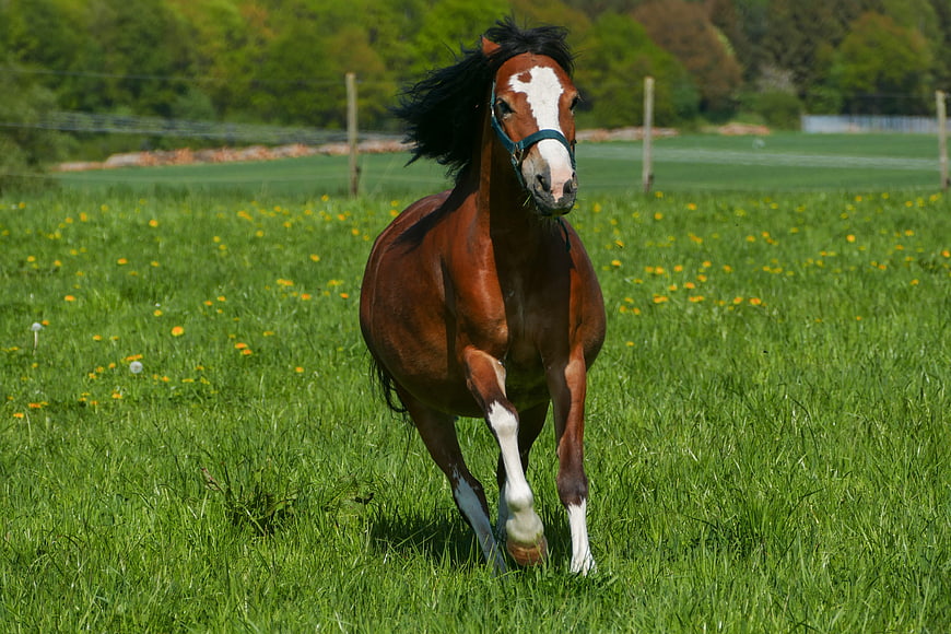 Brown Pony Mare Galloping In Green Meadow