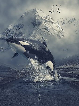 Orca Whale Breaching on Mountain Road Digital Art