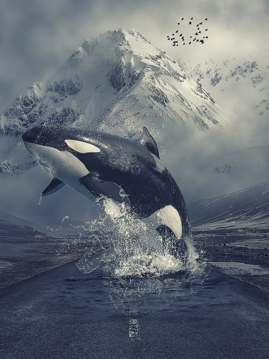 Orca Whale Breaching on Mountain Road Digital Art