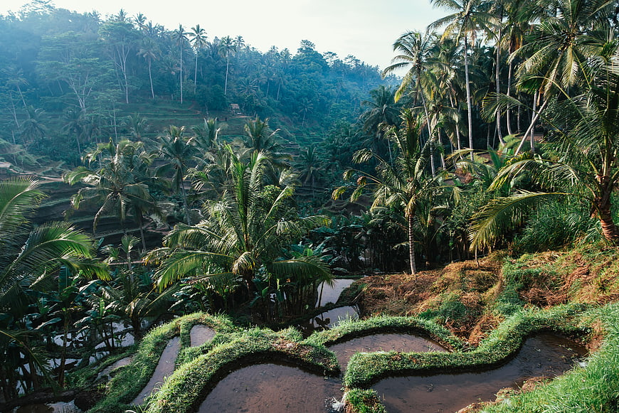 Lush Green Rice Terraces and Palm Trees in Bali