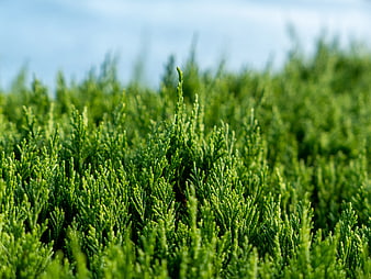 Close-up of vibrant green juniper foliage with blurred background
