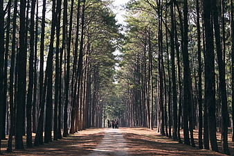 Sunlit Pine Forest Path with Walking Group