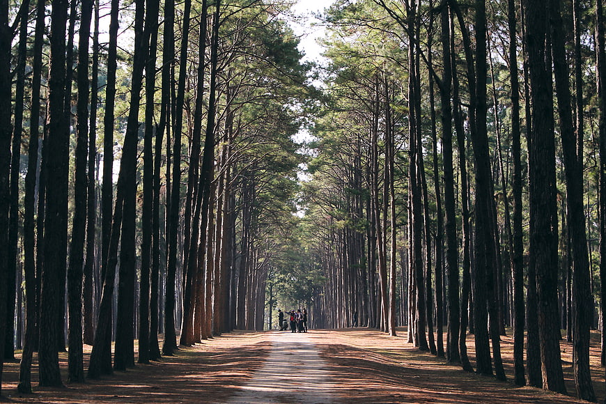 Sunlit Pine Forest Path with Walking Group