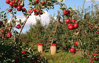 Red Apple Harvest in Sunny Orchard with Wooden Barrels