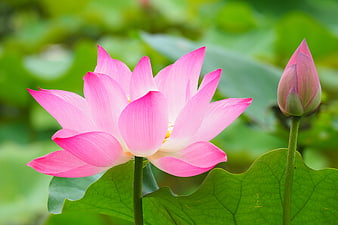 Pink Lotus Flower and Bud on Green Leaves